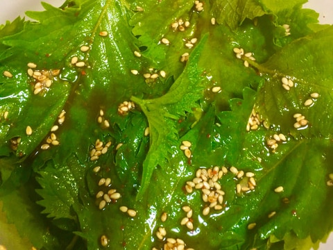 食欲増進!ピリ辛ウマな大葉漬け